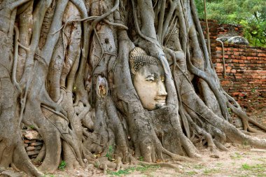 Bodhi Ağacı Kökleri 'ndeki Buda heykelinin başı, Wat Mahathat Antik Tapınağı, Ayutthaya Tarih Parkı, Tayland' daki arkeolojik alan