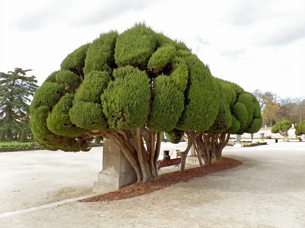 Působivé Stromy Parque Del Buen Retiro Nebo Park Příjemného Ústupu — Stock fotografie