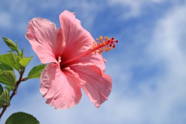 Şili, Paskalya Adası 'nın mavi ve bulutlu gökyüzüne karşı gün ışığında pembe Hibiscus.