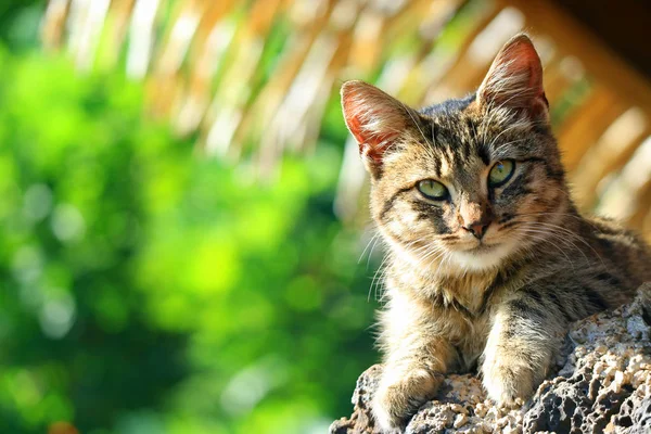 Closed Cute Kitten Relaxing Tree Shade Easter Island Chile South — Stock Photo, Image