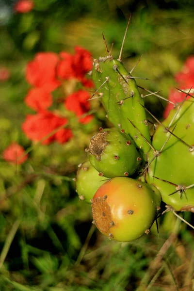 Fechado Jovem Opuntia Cacto Frutas Crescendo Nas Plantas Cacto Espinhoso — Fotografia de Stock