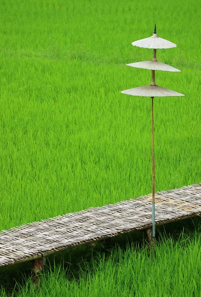 Puente Bambú Con Sombrilla Estilo Étnico Campo Arroz Verde Vibrante —  Fotos de Stock