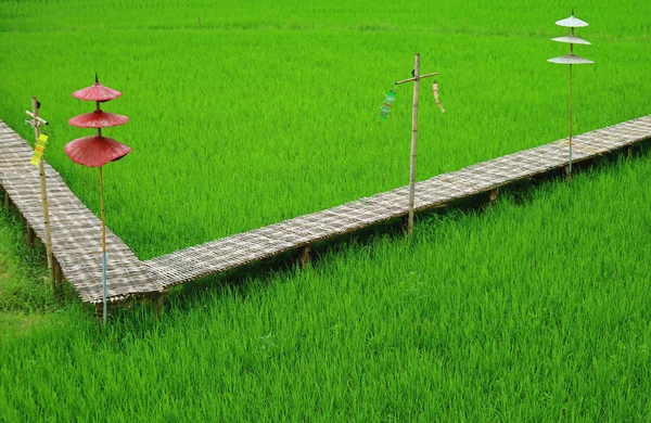 Canlı Yeşil Pirinç Tarlasında Etnik Tarzda Şemsiyeli Uzun Bambu Yolu — Stok fotoğraf