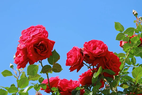 Ένα Μάτσο Ανθισμένα Κόκκινα Λουλούδια Τριαντάφυλλο Ενάντια Στο Ζωηρό Μπλε — Φωτογραφία Αρχείου