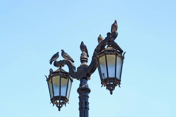 智利圣地亚哥古色古香街灯上的鸽子放松小组 — 图库照片