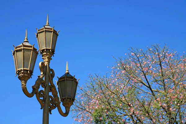 阿根廷布宜诺斯艾利斯市蓝色天空下的金黄色色彩艳丽的花朵丝花灯柱 — 图库照片