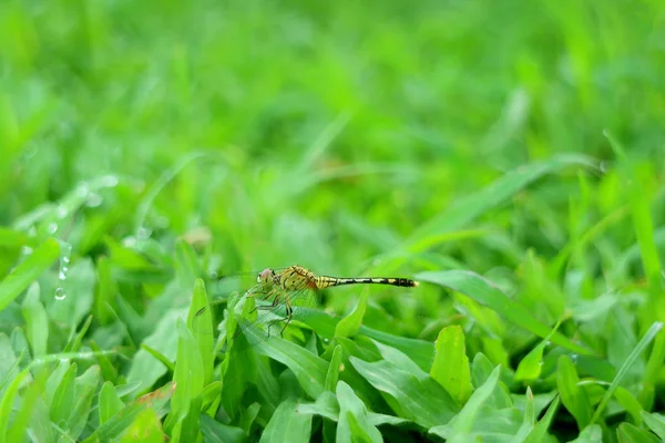 Dragonfly Vilar Det Pulserande Gröna Gräsfältet Med Kopieringsutrymme — Stockfoto