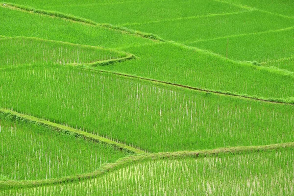 Campo Arroz Verde Vívido Com Plantas Arroz Crescimento — Fotografia de Stock