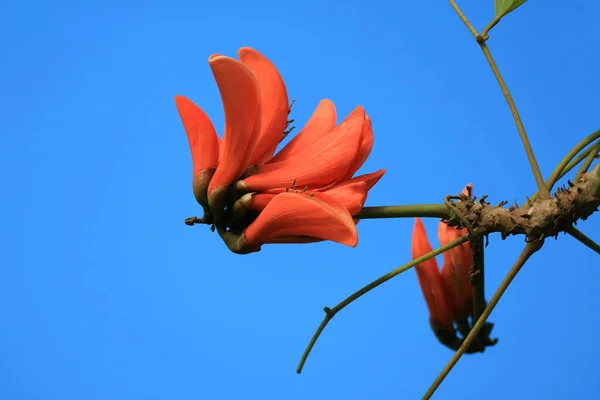 Vivid Orange Color Coral Tree Flower Blooming Vibrant Blue Clear — Stock Photo, Image