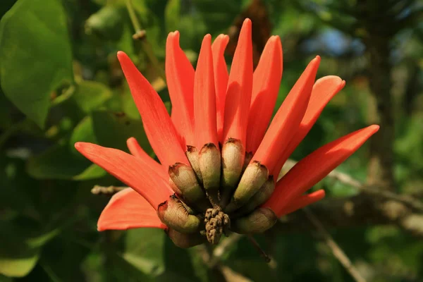 Fechado Uma Bela Cor Laranja Vívida Coral Flor Florescente Ilha — Fotografia de Stock