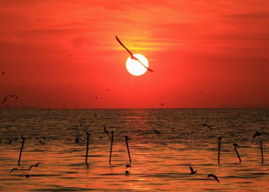 Tayland Körfezi 'ndeki Uçan Martının Silüeti ile Parlayan Güneşin Etkileyici Manzarası