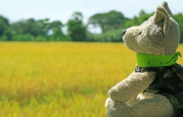 Cute Puppy Soft Toy Looking Sunlight Sky Blurred Paddy Field — 스톡 사진