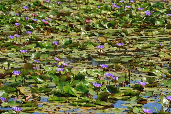 Pembe Nilüfer Çiçekleri Mor Çiçeklerle Dolu Gölet Tayland — Stok fotoğraf
