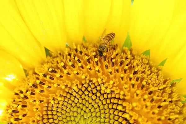 Zavřená Polovina Obrazu Plného Květu Slunečnice Malou Včelkou Sbírající Nektar — Stock fotografie