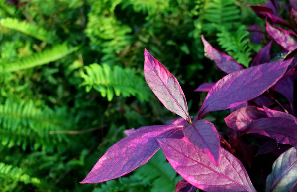Vivid Purple Leaves Tropical Plants Vibrant Green Fern Foliage — 스톡 사진
