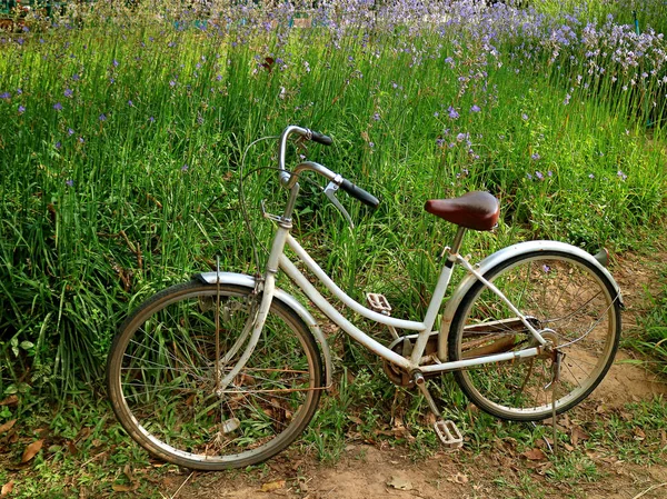 紫のムルダニの花畑の白いレトロな自転車駐車場 — ストック写真