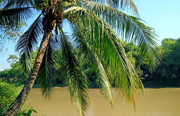 Riverside Kokosnoot Palmboom Met Een Bos Van Jonge Kokosnoten Het — Stockfoto