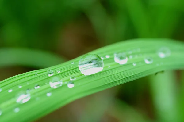 Varios Tamaños Gotas Agua Cristalina Vibrante Hoja Verde Luz Del —  Fotos de Stock