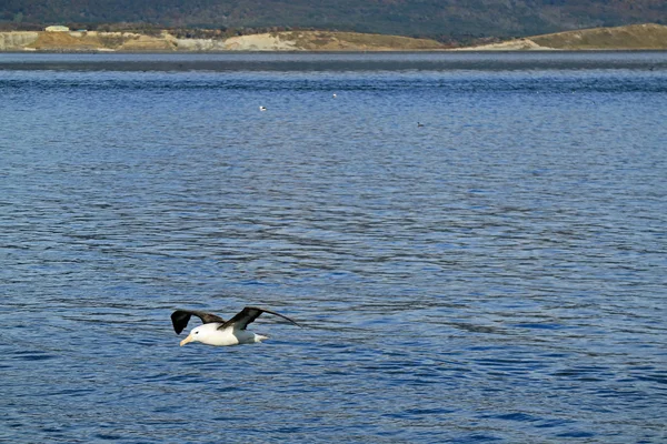 Måsen Flyger Det Blå Havet Beagle Channel Ushuaia Tierra Del — Stockfoto