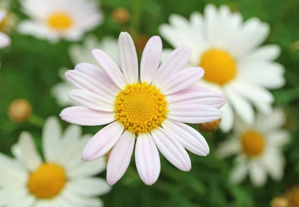 Closed Pale Pink Daisy Flower Blurred White Daisies Background — Stock Photo, Image