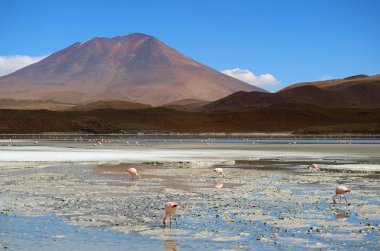 Laguna Hedionda 'da sayısız Pembe Flamingo, Andean Altiplano' da Saline Lake, Potosi, Bolivya, Güney Amerika