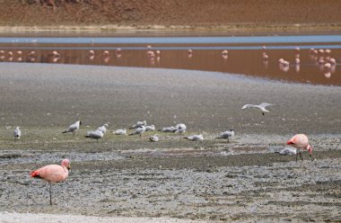 Laguna Hedionda 'daki Pembe Flamingolar ve Martılar grubu, Andean Altiplano' daki Saline Lake, Potosi, Bolivya, Güney Amerika