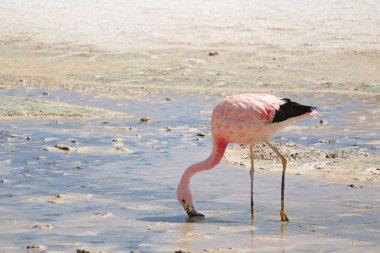 Pembe Flamingo Laguna Hedionda 'nın sığ sularında yiyecek arıyor, Andean Altiplano' daki Saline Gölü, Potosi, Bolivya