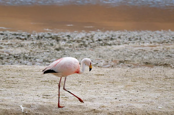 James Flamingo Promenader Stranden Laguna Hedionda Salinsjön Andinska Altiplano Potosi — Stockfoto