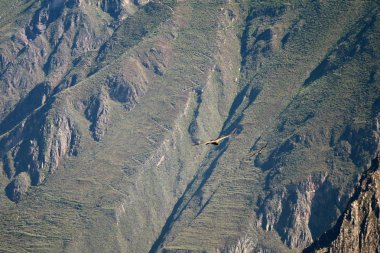 Two Andean Condors flying in the Colca canyon, the highland of Arequipa region, Peru