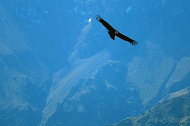 Andean Condor flying over the Colca Canyon in Arequipa region, Peru, South America
