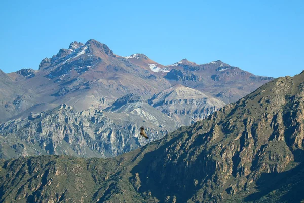 Een Andescondensor Die Colca Canyon Vliegt Het Hoogland Regio Arequipa — Stockfoto