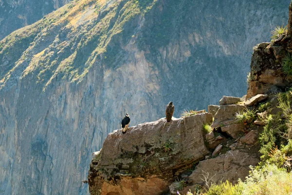 Deux Condors Andins Perchés Sur Falaise Canyon Colca Endroit Célèbre — Photo