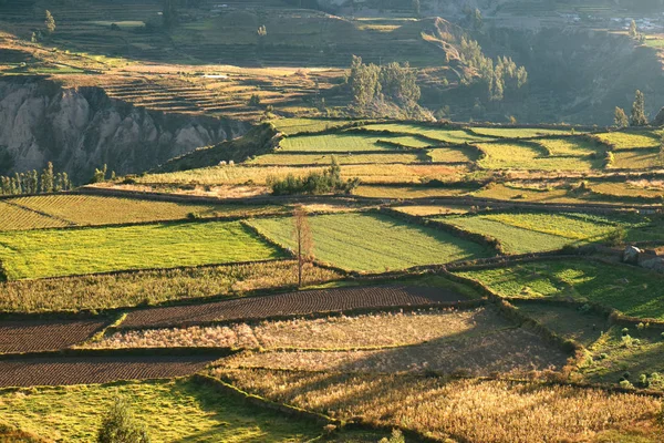 Prachtige Landbouwvelden Ochtend Zonlicht Colca Canyon Valle Del Colca Arequipa — Stockfoto