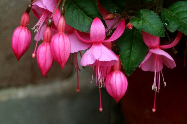 Bir demet güzel canlı pembe çiçek açan Fuchsia çiçekleri, Cusco, Peru, Güney Amerika