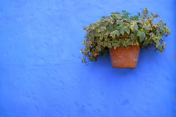 Terakotový Květináč Zelených Alžírských Rostlin Ivy Pulzující Modré Barvě Drsné — Stock fotografie