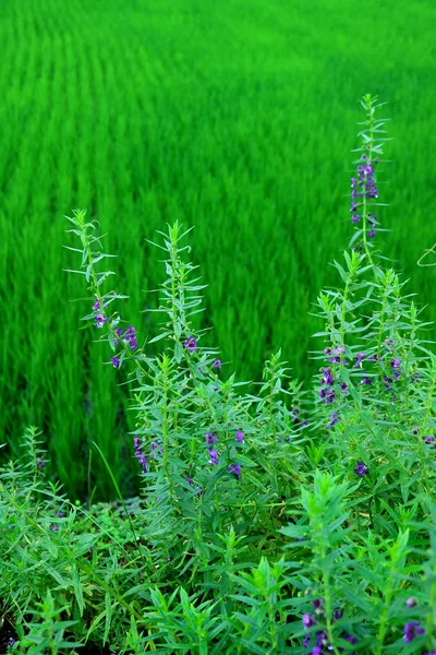 Vertikální Obraz Levandulového Keře Rozmazaným Rýžovým Polem Pozadí — Stock fotografie