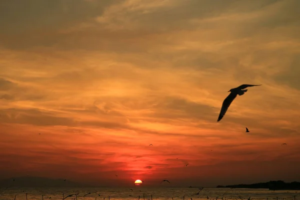 Möwen Fliegen Schönen Sonnenaufgangshimmel Über Dem Golf Von Thailand — Stockfoto