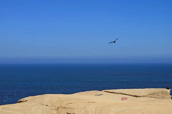 Wild Bird Flying Two Others Perching Cliff Paracas National Reserve — Stockfoto