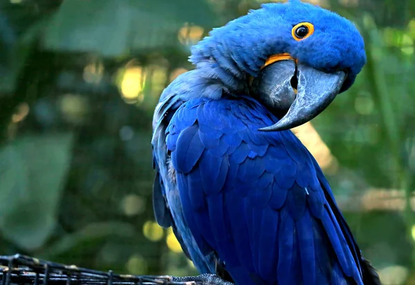 Adorable Pose Vivid Blue Hyacinth Macaw Blurry Green Forest Background — Stock Photo, Image