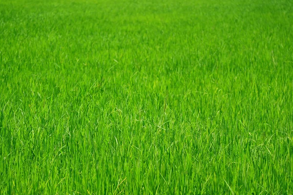 Ζωντανό Πράσινο Καλλιέργεια Φυτών Ρυζιού Στον Ορυζώνα Στο Κέντρο Της — Φωτογραφία Αρχείου
