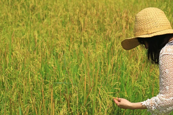 Woman Checking Ripe Rice Grains Paddy Field Thailand — 스톡 사진