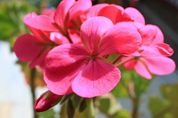 Vivid Pink Blooming Geranium Flowers Morning Sunshine — Stock Photo, Image