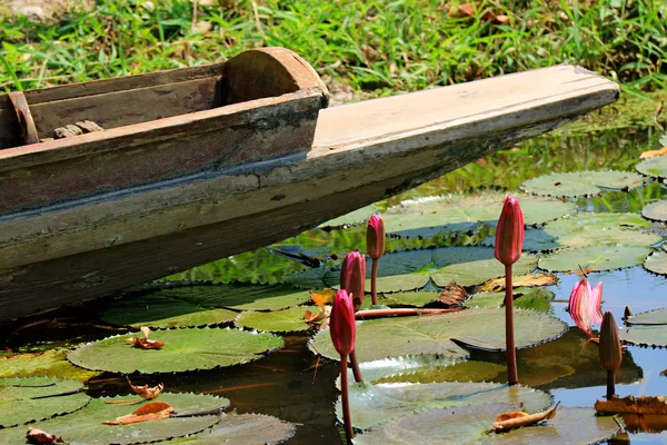 Pembe Nilüfer Çiçeği Tomurcukları Nilüfer Kapağında Arkaplandaki Tahta Tekneyle Ayrılır — Stok fotoğraf