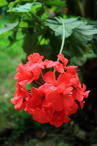 Vertikální Fotografie Kvetoucí Červené Geranium Květiny Rozmazaným Zeleným Listím Pozadí — Stock fotografie