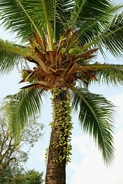 Foto Vertical Baixo Ângulo Uma Frutífera Palmeira Coco Contra Céu — Fotografia de Stock