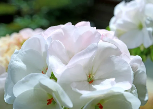 Κοντινό Πλάνο Των Ανθισμένων Λευκών Λουλουδιών Γεράνι Στο Φως Του — Φωτογραφία Αρχείου
