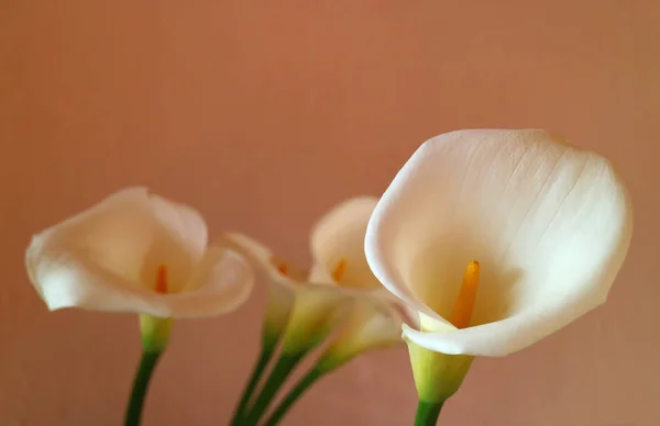 Κλειστά Λευκά Λουλούδια Κρίνου Calla Ενάντια Ανοιχτό Καφέ Τοίχο — Φωτογραφία Αρχείου