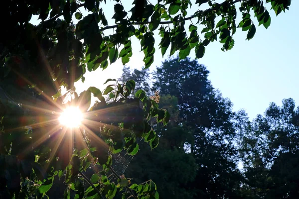 Göz Kamaştırıcı Sabah Güneşi Yeşil Yaprakların Arasında Parlıyor — Stok fotoğraf