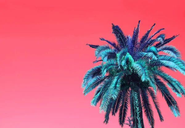 Pop Art Surreal Style Blue Palm Tree on Coral Pink Background with Copy Space