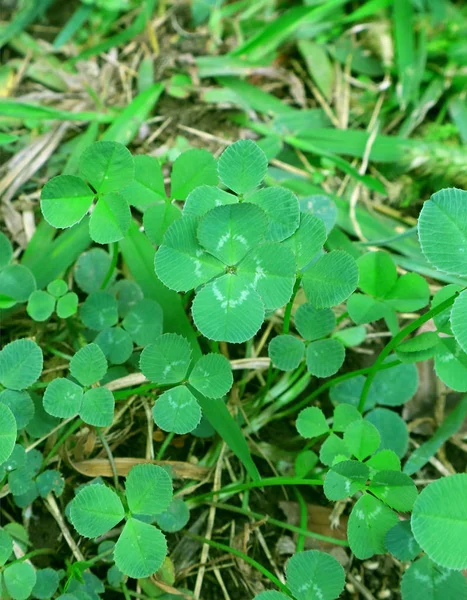 The Lucky Four-leaf Clover Among Many Shamrock Leaves on the Field